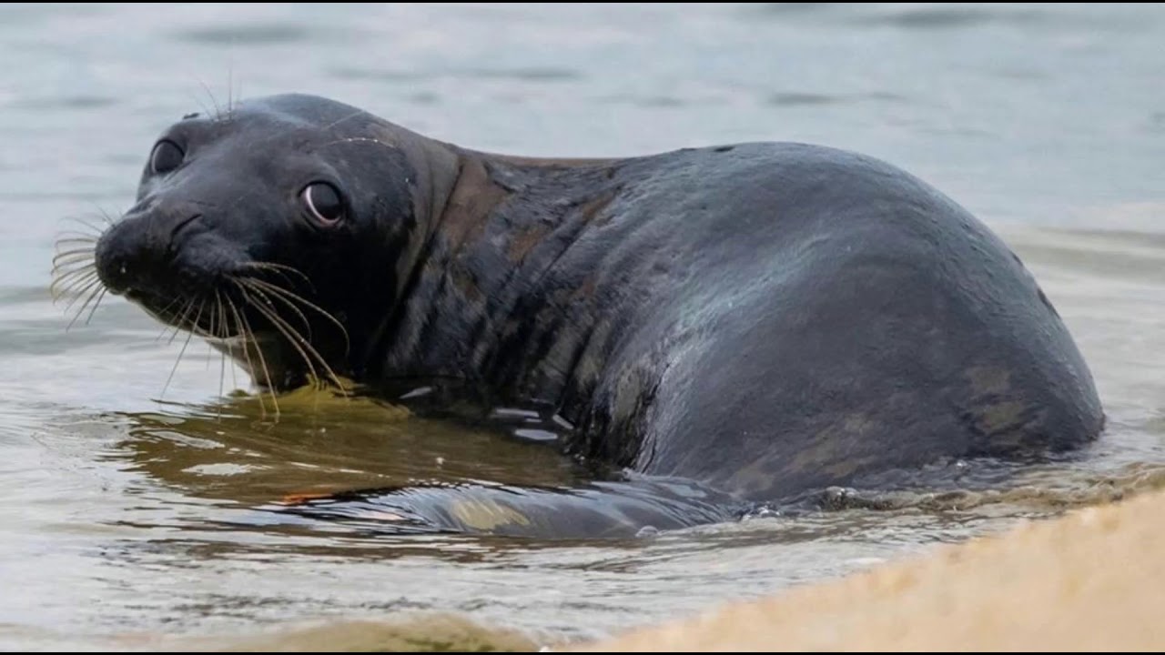 seal species of new jersey