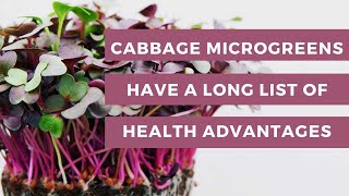 Cabbage Microgreens