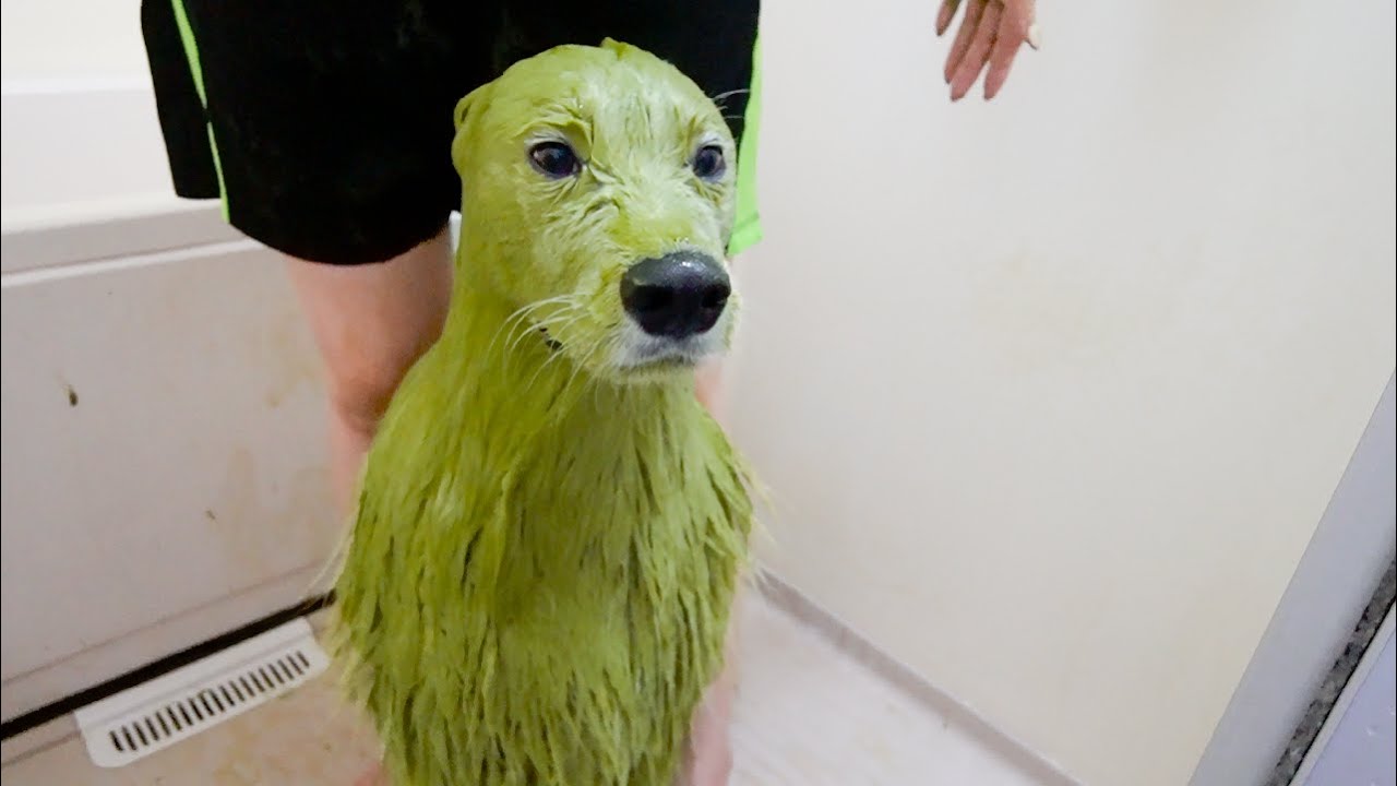 久しぶりの苦手なお風呂に絶望するサモエド犬をシャンプーするとこうなりました…ｗ