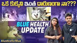 Blue Dog Health Update 🐶| Hyderabad Dog Incident | #JusticeForBlue | Madhura Nagar