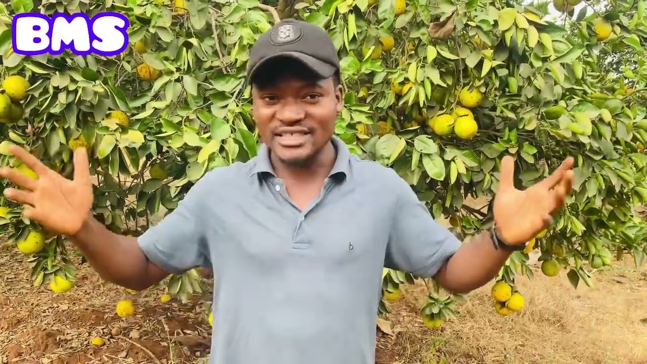 Comment valoriser et rentabiliser mille fois dans un verger d’orange ?