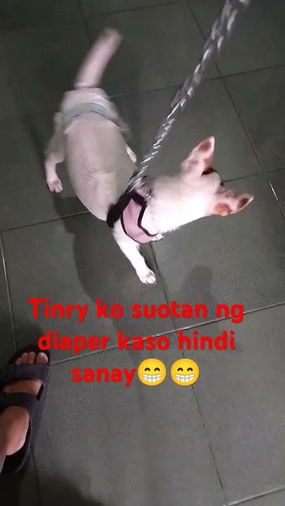 my-husky-jack-breed-dog-named-biscuit-gagala-ng-nakadiaper-youtube