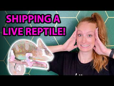 Finding my foster chameleon his forever home!