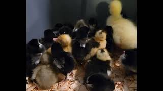 baby chick's baby ducks baby goose by Mario Saenz Landscaping Services 60 views 2 months ago 30 seconds