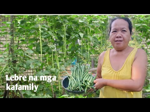 Video: Mga Gulay na Nakakatipid ng Pera: Magtanim ng Harding Matipid sa Gastos