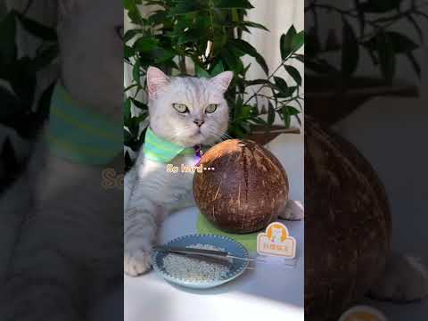 Perfect Coconut Milk Rice You Must Try! 😸(ASMR) | Chef Cat Cooking #chefcat #tiktok #Shorts
