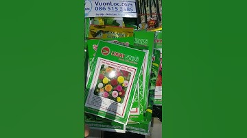 Hạt giống dưa chuột nếp ta