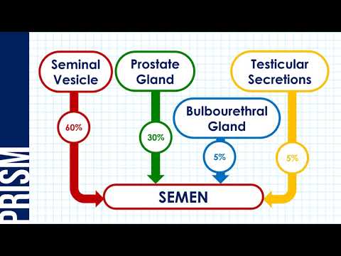 Ano ang pinagkaiba ng Male at Female Reproductive System?