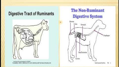 Animal form and Function II (5th lacture)