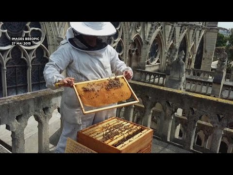 Vídeo: As Abelhas De Notre Dame Estão A Salvo