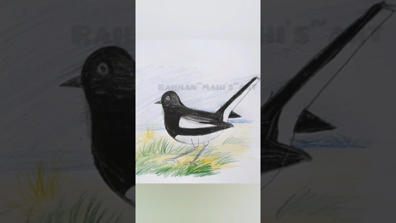How To Draw A Beautiful Magpie Robin 