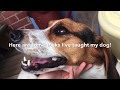 Dog Tricks I’ve Taught My Beagle + Doggy ASMR!!!