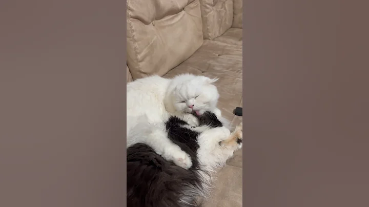 Watch the video about Pure love ❤️ #cat #catlover #pet #catshorts #persiancat #catvideos #scottishfold #persian