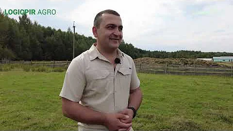 Случной период у романовских овец. Когда овец пускают в случку? ООО Романовское.