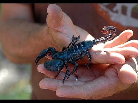 How to Pick Up an Emperor Scorpion