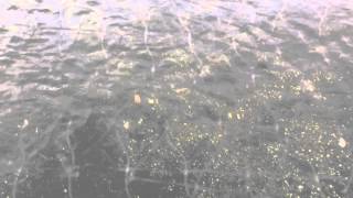 Feeding The Trout At Cold Spring Harbor