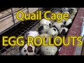How to build a Stacked Quail Cage - with Egg rollout trays.