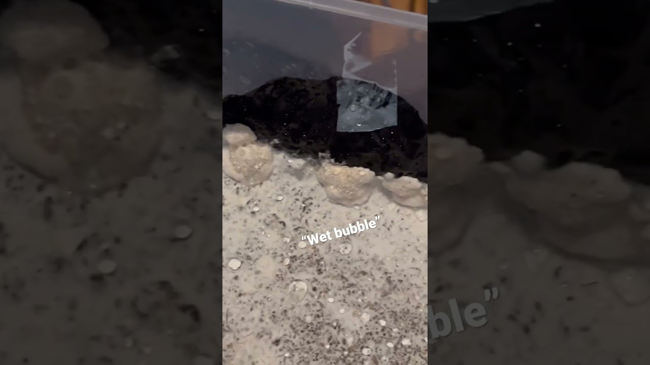 Wet bubble contamination (Mycogone Perniciosa)