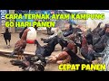 Cara ternak ayam kampung 60 hari panen