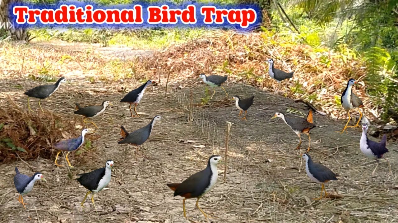 Unbelievable Bird Trap Technique You’ve Never Seen Before! 
