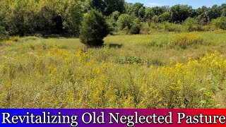 Revitalizing old neglected pasture