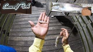 (S2 Ep128) Fish spits up bait, we used it to catch more fish / Seawolf Park Night Fishing
