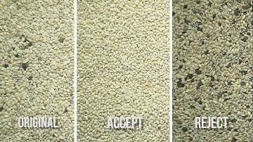 Сolor sorting of pearl barley on SmartSort B optical sorter