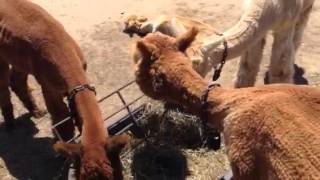 Alpaca Farm on Martha s Vineyard