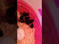 Jersey giant chicks, one week old