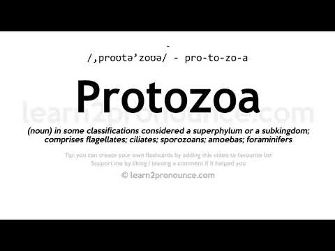 Pronunciation of Protozoa | Definition of Protozoa