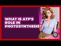 What Is ATP's Role In Photosynthesis? - The Everyday Why
