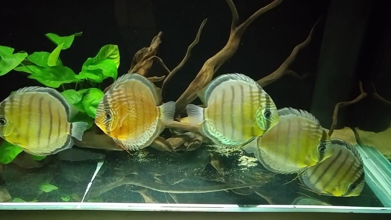 wild red spotted green discus-israel