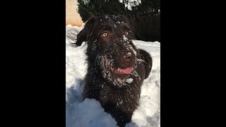 Buster Sees Snow For The 1St Time And Does This!