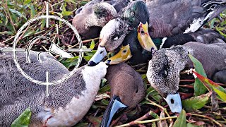 This was by far the best duck hunt ive ever had as quality goes in a
bag! it so much fun being able to watch ducks work and pick out
drake...