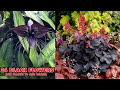 24 Black Flowers And Plants To Add Drama 
