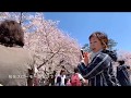 平成最後の年を日本一の弘前城の桜とともに