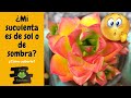 ¿Cómo saber si mi suculenta es de sol o de sombra?