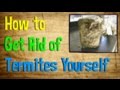 How to Get Rid of Termites Yourself | BEST Treatment for Getting Rid of Termites