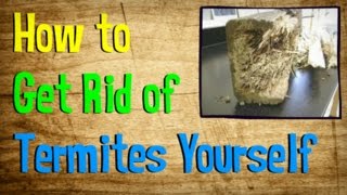 How to Get Rid of Termites Yourself | BEST Treatment for Getting Rid of Termites