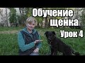 ОБУЧЕНИЕ ЩЕНКА - ДРЕССИРОВКА СОБАКИ С НУЛЯ -  Урок 4 - Понять собаку