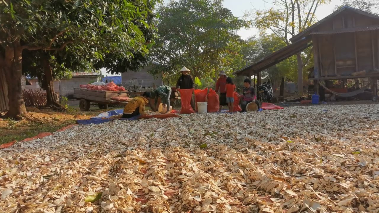 วิถีชีวิตชาวสวนมัน