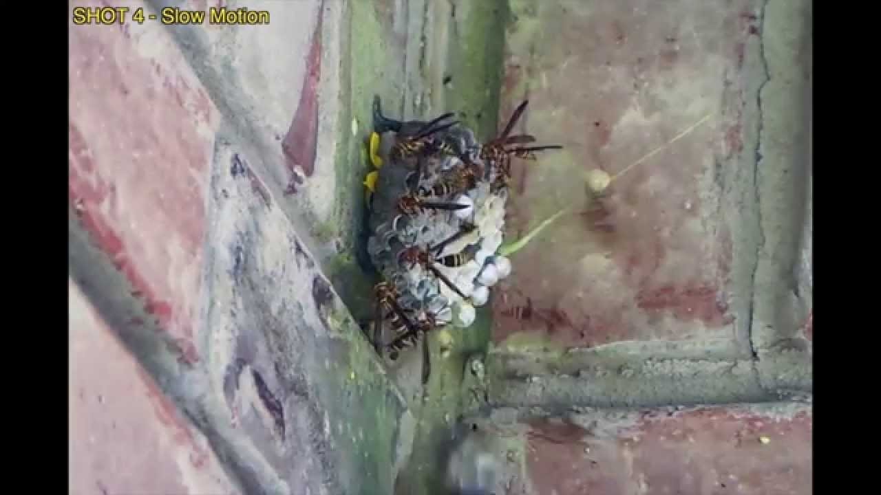 Shooting a huge wasp nest with paintballs YouTube