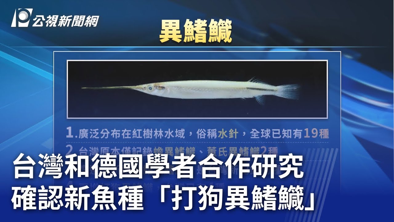 台灣和德國學者合作研究 確認新魚種「打狗異鰭鱵」|20250302 公視晚間新聞 - YouTube