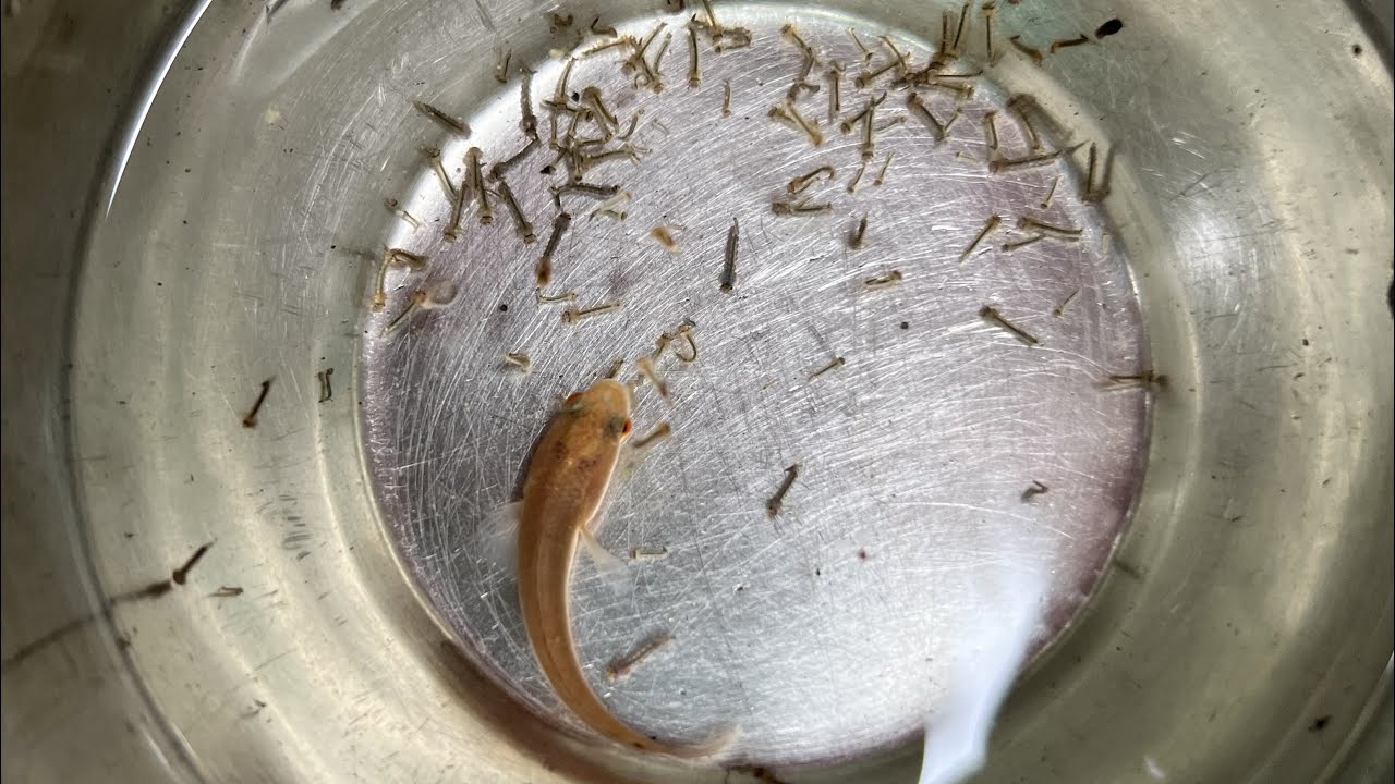Vaal Mutta Insect വരാൽ കുഞ്ഞും കൂത്താടിയും ഒരുമിച്ചിട്ടാൽ എന്ത് സംഭവിക്കും Varal babies ...
