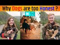 दुनिया का सबसे खतरनाक कुत्ता भी होता है सबसे वफादार क्यों ?| Honesty Of Dogs