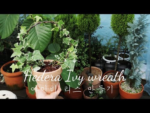 아이비 원형 리스 만들기 / 관리 및 분갈이 Hedera Ivy care / wreath
