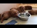 Red fox labrador retriever - Elevage labrador Red fox - Chiots de Ginger