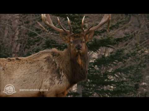 Vidéo: Pourquoi Jasper est-il un parc national ?