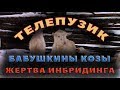 Последствия инбридинга - чем опасны Бабушкины козы