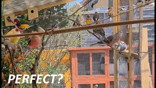 We Build A New Aviary! Huge Update! by Budgie and Aviary Birds 12,674 views 2 years ago 12 minutes, 25 seconds